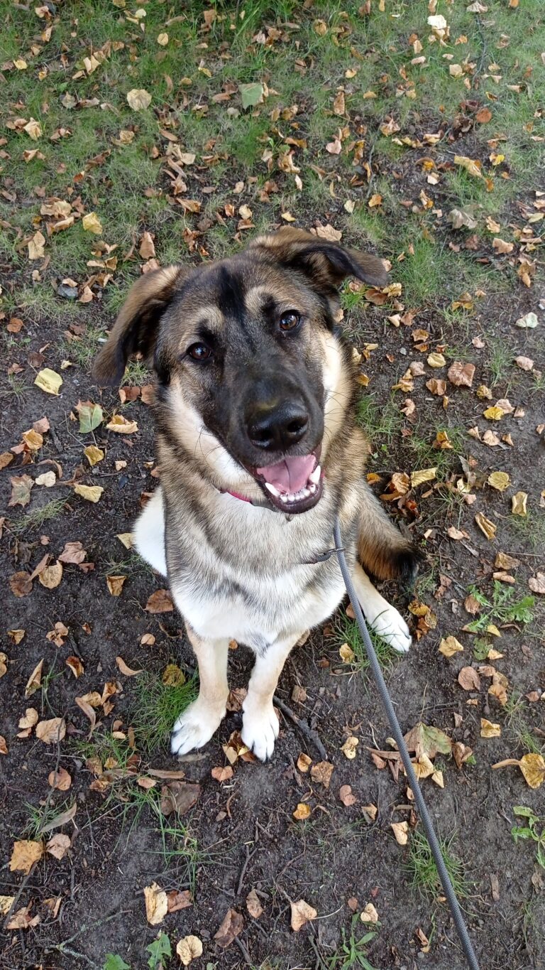 Hund mit braun-schwarzem Fell und aufmerksamen Blick sitzt auf Laub-bedecktem Gras.