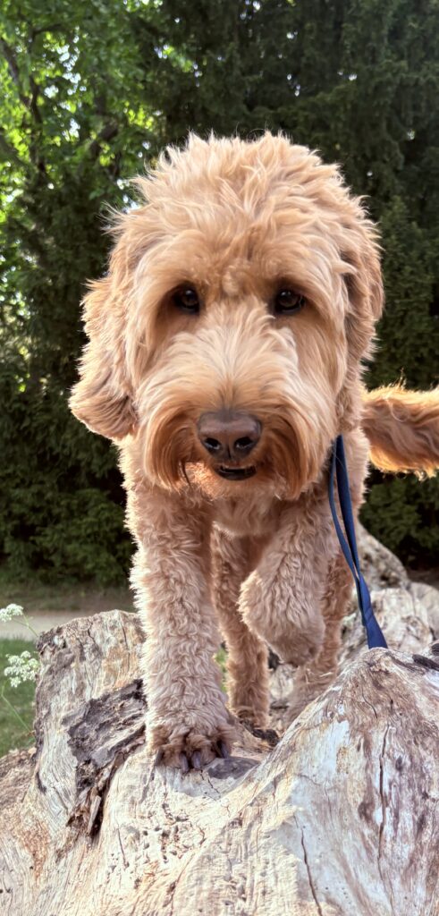 Brauner Goldendoodle-Hund steht auf einem Baumstamm und schaut direkt in die Kamera.