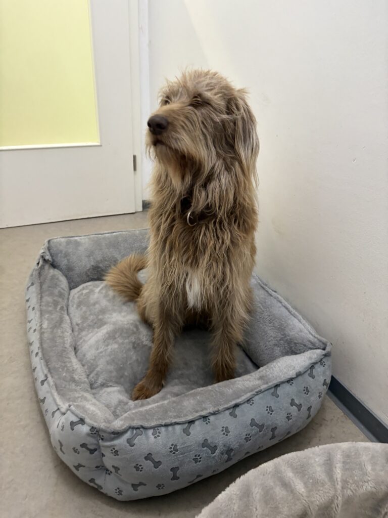 Langhaariger, hellbrauner Hund sitzt in seinem gemütlichen Bett und blickt zur Seite.