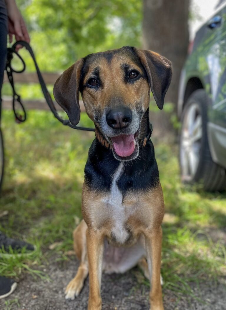 Freundlicher dreifarbiger Hund mit schwarzem, braunem und weißem Fell sitzt an der Leine auf Gras und blickt in die Kamera.